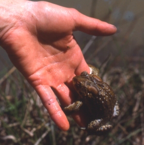 Toad Hugging Hand