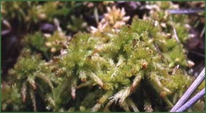 sphagnum moss