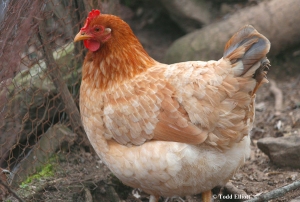 1146-chicken